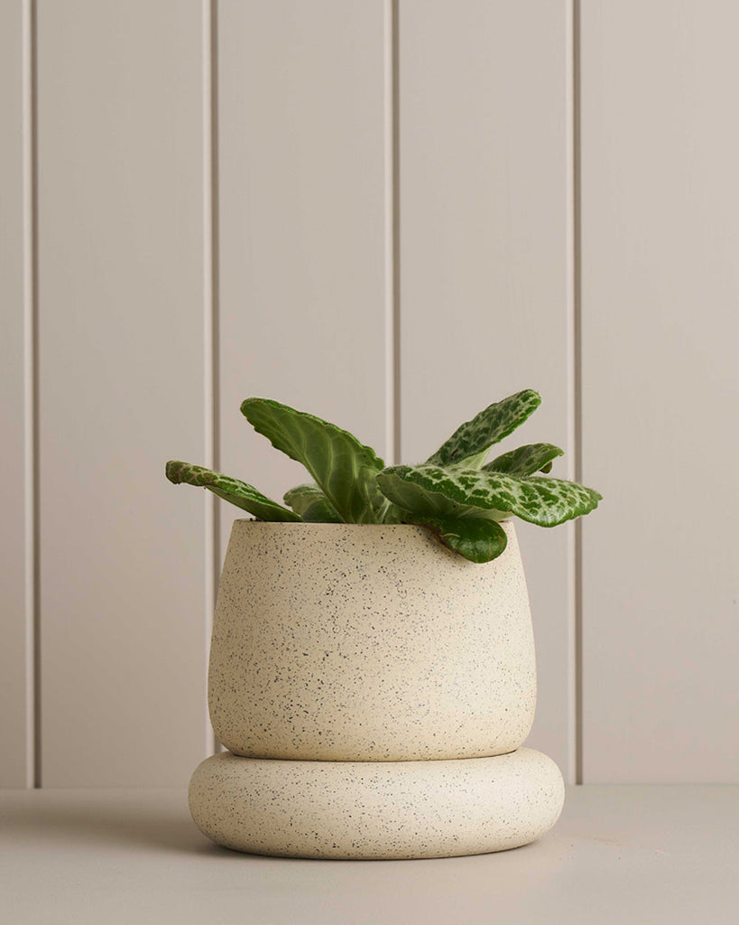 Robert Gordon Small Cloud Planter White Speckle