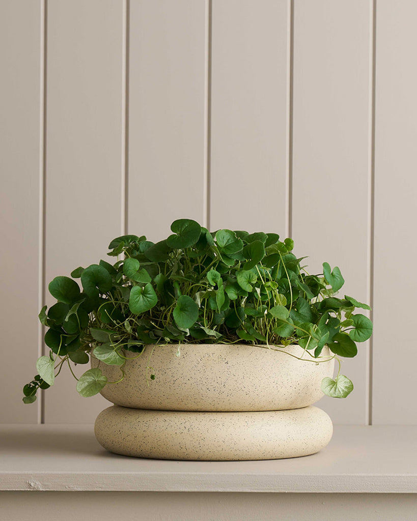 Robert Gordon Wide Cloud Planter White Speckle